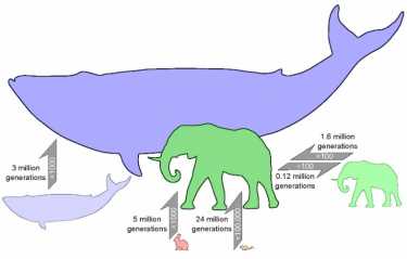 哺乳动物进化：鼠标到2400万代的大象大小