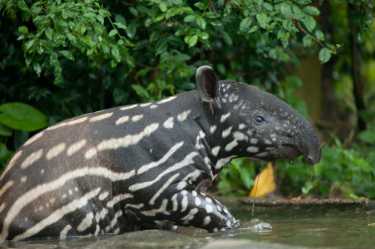 Tapirs失去了栖息地，他们仍然被狩猎！