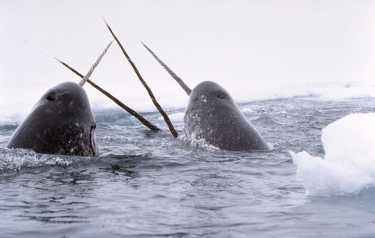 独角鲸用于探索冰冻的北极水域