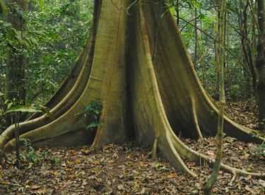 自然森林界取决于依赖土壤的植物