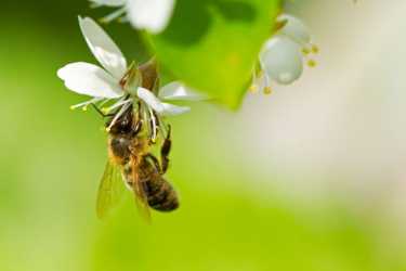 烟碱类死亡50000只蜜蜂在一个停车场