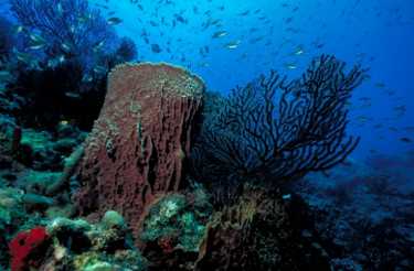 新价值数十亿美元的市场——珊瑚礁保护betway必威官网平台