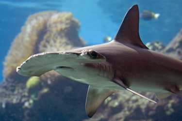 新的双髻鲨物种面临危险