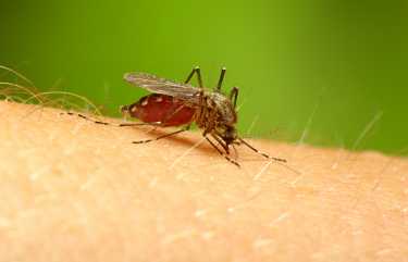 新的便携式诱饵可以帮助消灭蚊子和它们的疾病