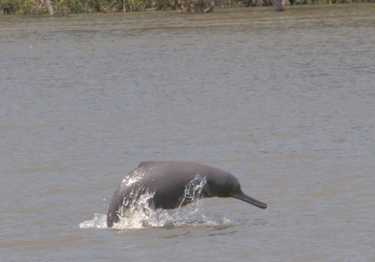 亚洲稀有淡水海豚的新庇护所
