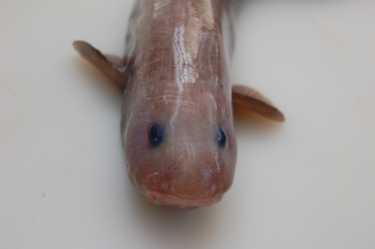 新物种！Eelpout物种数量随着另一个深海发现而增加