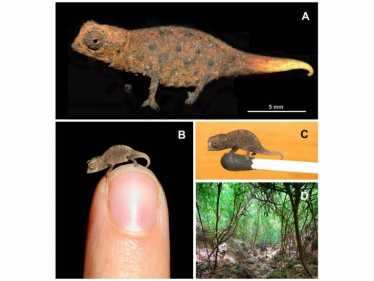 马达加斯加发现小型变色龙新物种