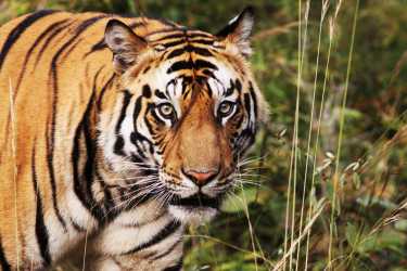 新技术将改变印度的老虎计划