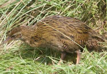 新西兰的禽历史为我们提供了灭绝预测因子