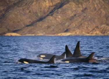 orca的利基和形态