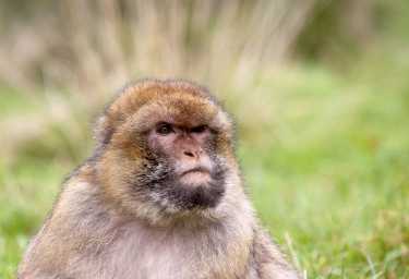 不仅仅是一个漂亮的脸蛋:成年无尾猕猴认识朋友的照片