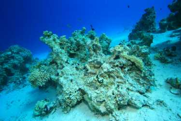 海洋酸化如何影响珊瑚礁生态系统