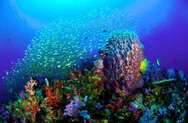 Ocean acidification threatens coral reefs