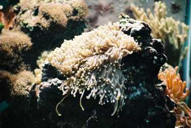 海洋酸化威胁珊瑚繁殖