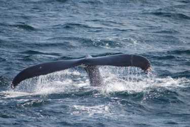 石油和天然气平台威胁着危险地濒临灭绝的鲸鱼