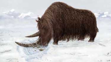 最古老的羊毛犀牛从冻结的荒野中出现