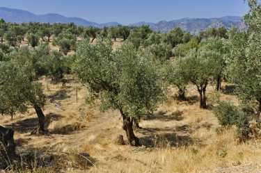 橄榄园对地中海土壤构成了威胁