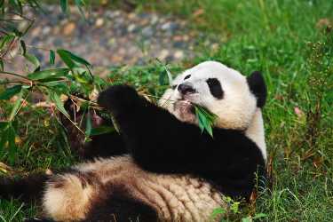 熊猫是否拥有最绿色的生物燃料的钥匙？