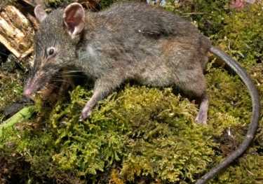 一只不咀嚼的老鼠的尾巴但他是一个新物种和新属