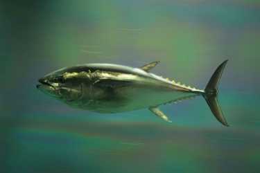 太平洋蓝鳍金枪鱼接近临界状态。