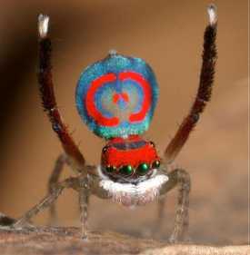 澳大利亚超级蜘蛛的颜色!