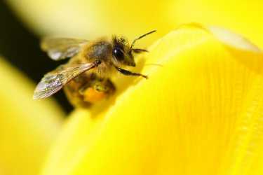 农药杀死蜜蜂