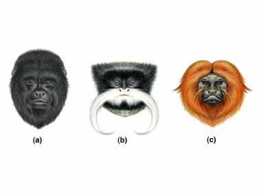 灵长类动物进化援助沟通的普通面孔