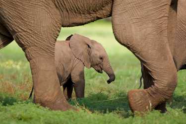 偷猎仍然是森林大象种群下降的一个因素