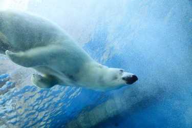北极熊的未来——我们能保护什么?