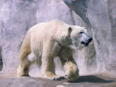 环保人士认为保护区未能保护北极熊