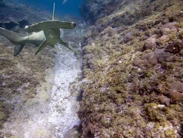 保护无辜:马绍尔群岛鲨鱼保护区