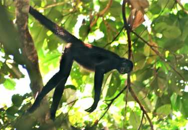 在哥伦比亚发现的罕见的棕色蜘蛛猴