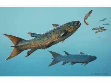 鱼类化石:“反叛腔棘鱼”