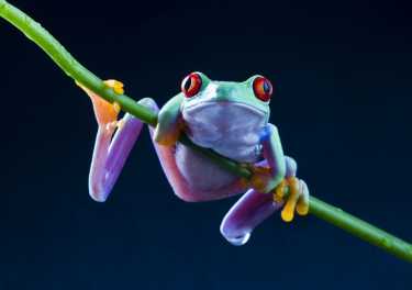 红眼树蛙及其frog-flies:招聘和殖民