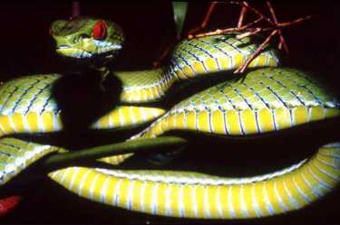 发现的新种绿色毒蛇蛇被发现
