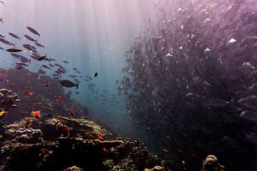 海洋的未来?海洋经济如何对抗塑料污染。
