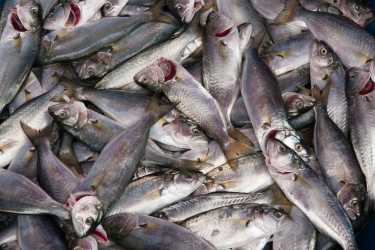 欧盟共同渔业政策的改革
