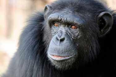 拯救和恢复黑猩猩莫娜的避难所