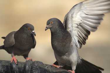 研究发现较暗的羽毛意味着更健康的鸽子必威国际必威官网