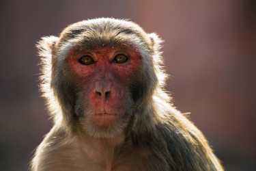 猴子脸红繁殖。