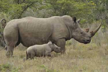 南非的犀牛偷猎