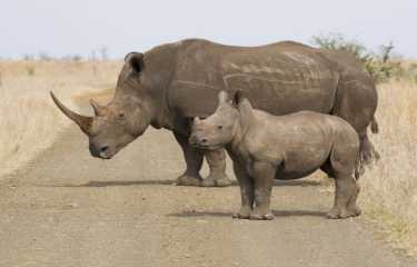 克鲁格·犀牛（Kruger Rhinos）的最后机会