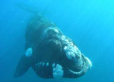 新西兰露脊鲸数量的新种群模型。
