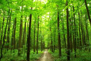 研究表明，气温上升将影响森林的碳储存作用