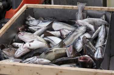 俄罗斯加入争夺渔业的可持续发展