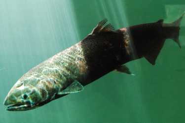 在不列颠哥伦比亚省，养殖鲑鱼的海虱侵扰野生鲑鱼