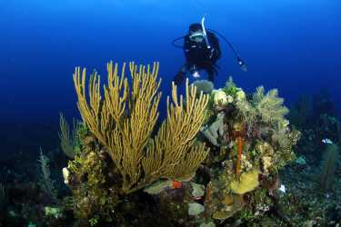 卫星地图可以帮助防止珊瑚礁下降