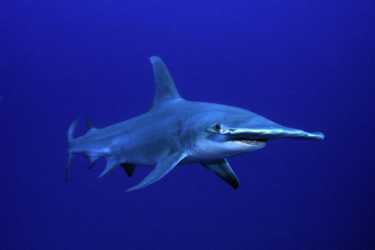 濒临灭绝的大槌头双髻鲨追踪到北大西洋