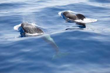 “海洋守护者”斗争屠宰法罗群岛的领航鲸