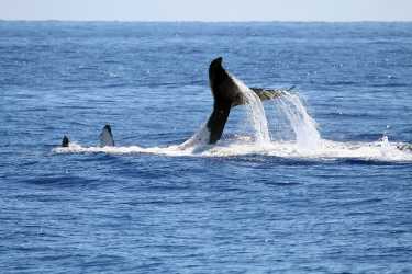 日本提前结束捕鲸季，海洋守护者协会取得成功